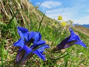 Festa di fiori e marmotte sui sentieri per i Monti Foppa (1895 m) e Avaro (2088 m)–28magg25- FOTOGALLERY